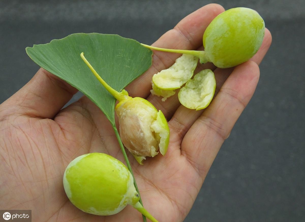 银杏树的种植方法和养护