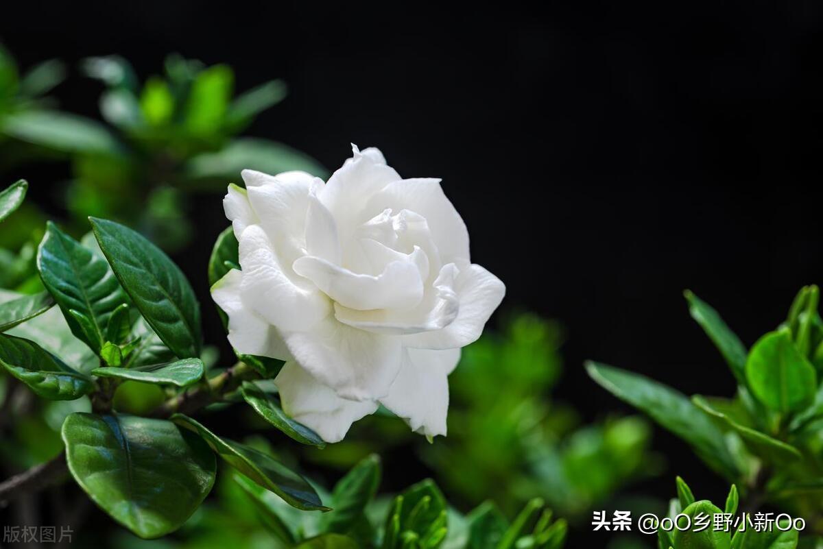 栀子花叶子蔫了软了怎么补救好
