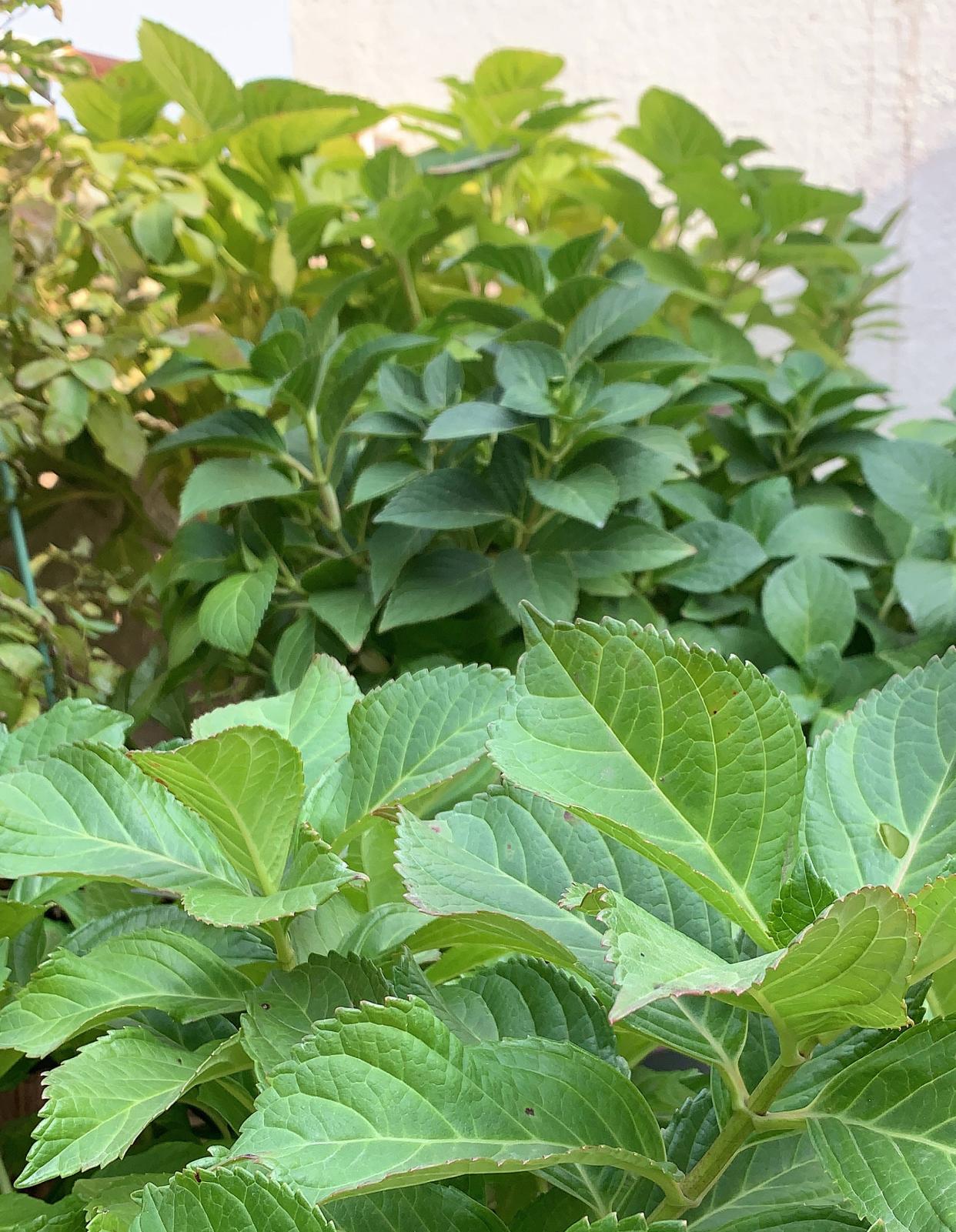 绣球小苗冬季养护方法
