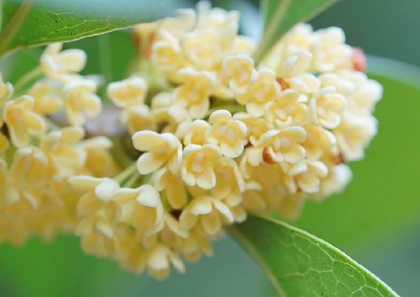 桂花树为什么不能栽在家里