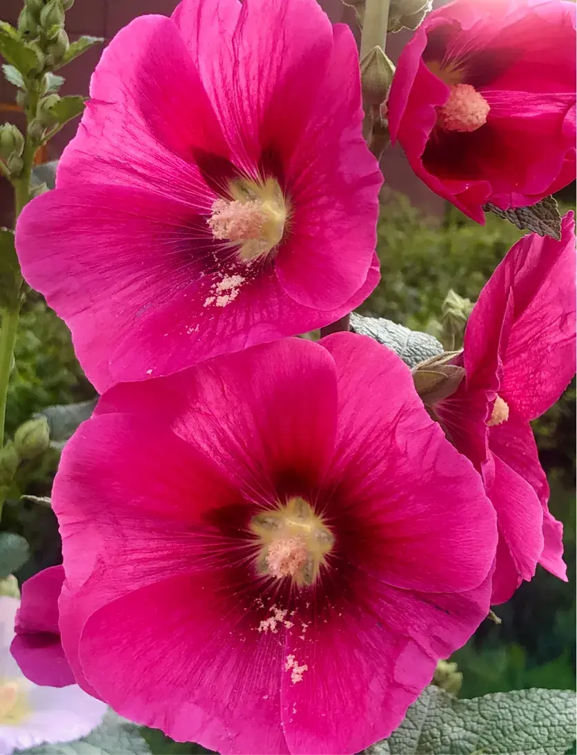 蜀葵花语和寓意