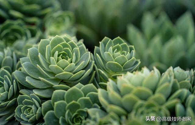 多肉种植用什么土壤最好养