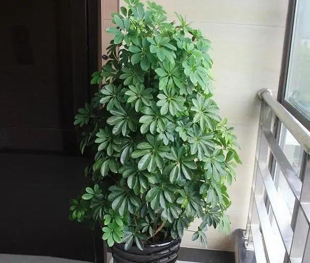 鸭掌木放客厅大忌
