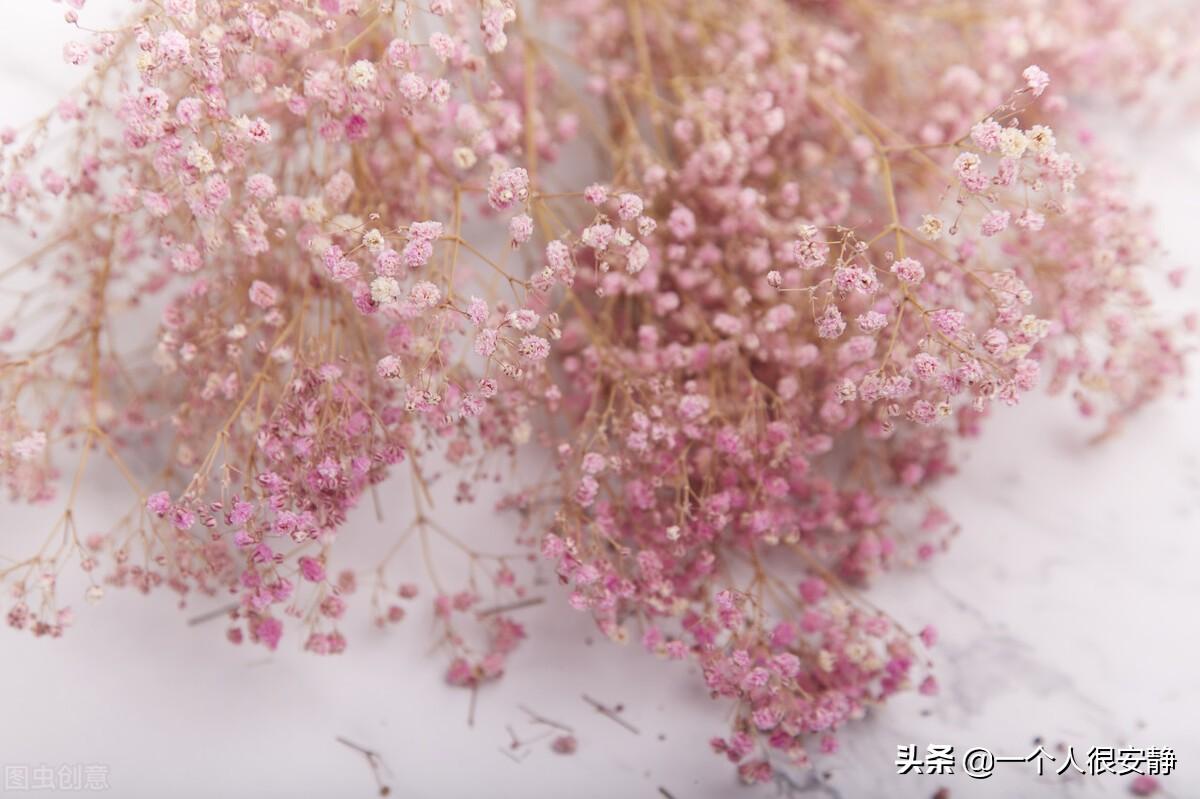 满天星紫色花语是什么意思