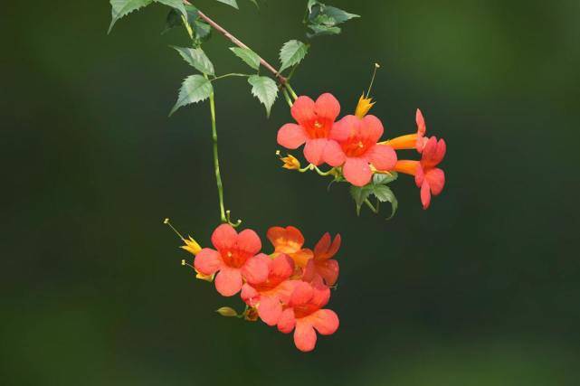 凌霄花什么时候移栽最合适