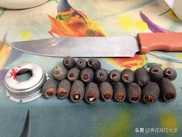 种植碗莲的方法和技巧