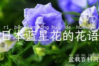 日本蓝星花的花语