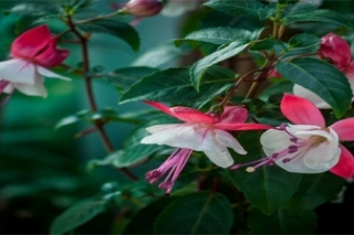 吊钟树的寓意和花语