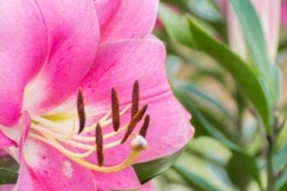 卷丹百合的花语