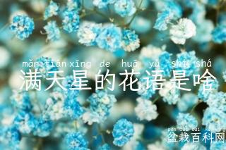  满天星的花语是啥
