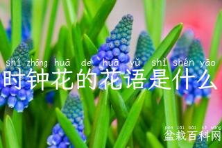 时钟花的花语是什么