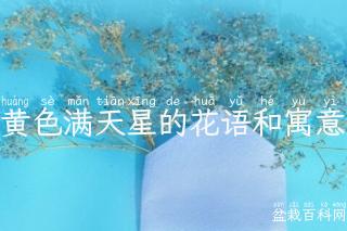 黄色满天星的花语和寓意