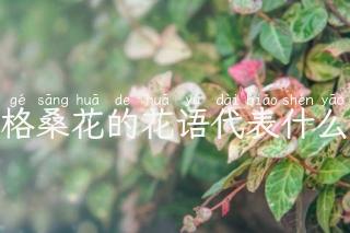 格桑花的花语代表什么