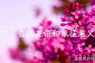 红丁香的花语和象征意义