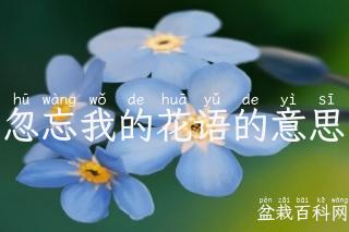 忽忘我的花语的意思