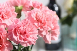 康乃馨的花语和象征意义是什么