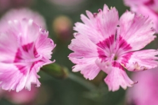 石竹花的花语是什么