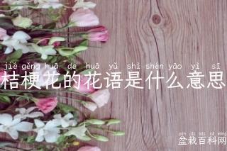 桔梗花的花语是什么意思