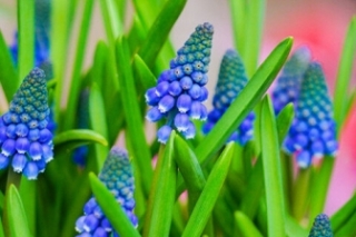 风信子的花语