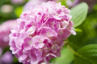 绣球花花语