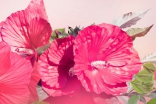 五瓣花的花语和寓意各是什么