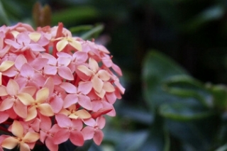 龙船花花语是面试