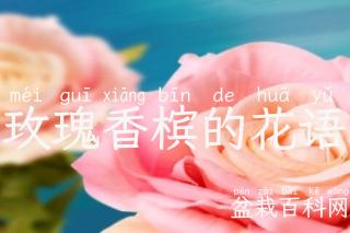 玫瑰香槟的花语