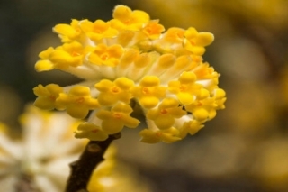 结香花语是什么意思