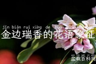 金边瑞香的花语象征