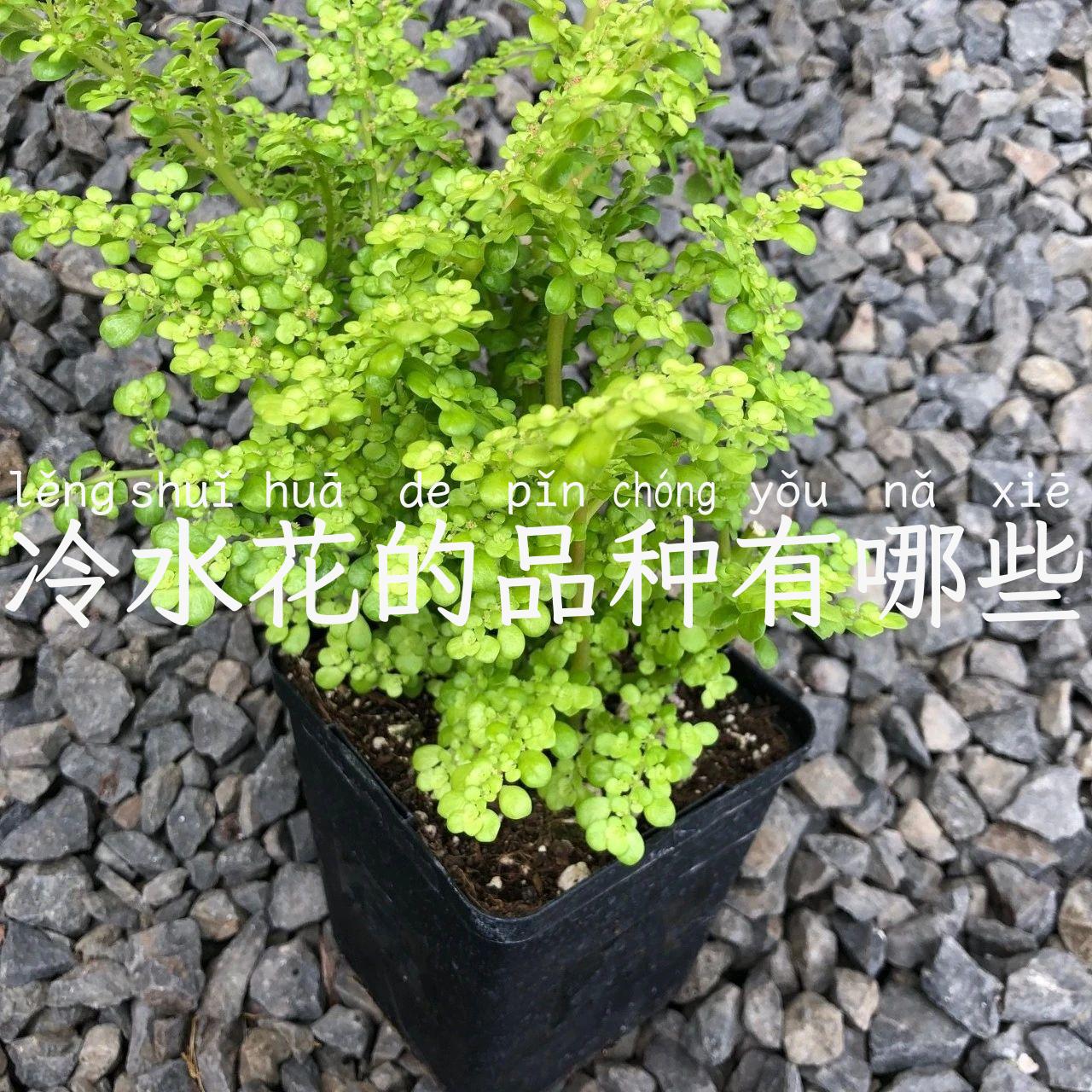 冷水花的品种有哪些