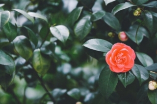 山茶花的花语是什么