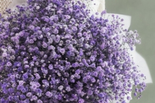 满天星的花语送给老师什么意思