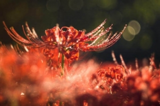 彼岸花花语什么意思