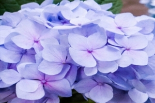 绣球的花语和寓意是什么