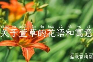 关于萱草的花语和寓意
