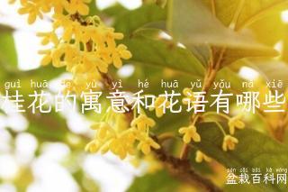 桂花的寓意和花语有哪些