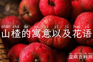 山楂的寓意以及花语