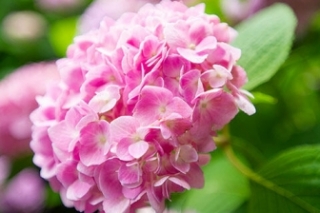 蓝色绣球花的花语是啥