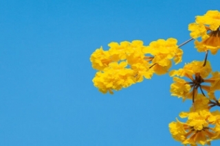风铃花的花语是什么