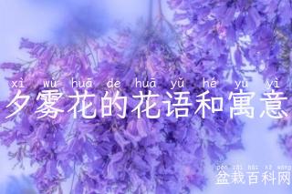 夕雾花的花语和寓意