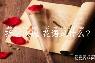 折射玫瑰 花语是什么?