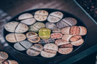 多肉石生花的寓意