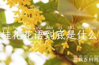 桂花花语到底是什么
