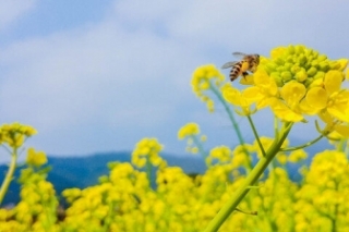 油菜花花语是什么