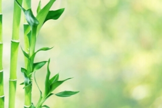 竹的寓意与花语是什么