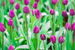 郁金香的花语是什么