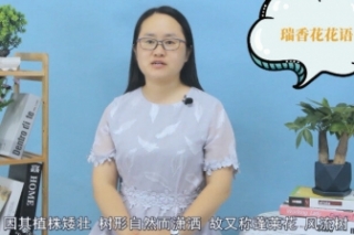 瑞香花有什么花语
