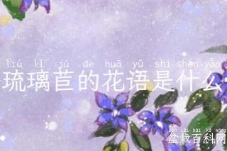 琉璃苣的花语是什么