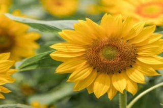 向日葵的花语代表什么意思