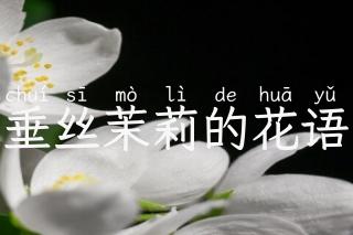 垂丝茉莉的花语